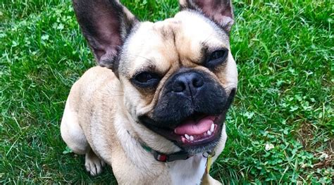 French Bulldog Pug Mix: Frug Breed Information & Overview